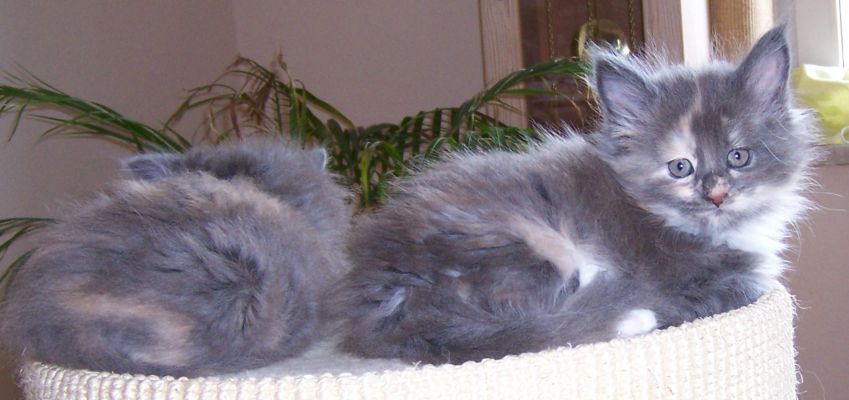 unser V-Wurf / our V-litter