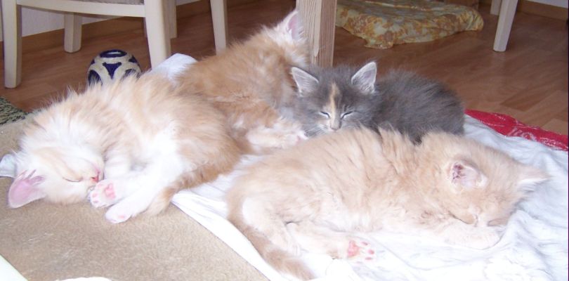 unser V-Wurf / our V-litter