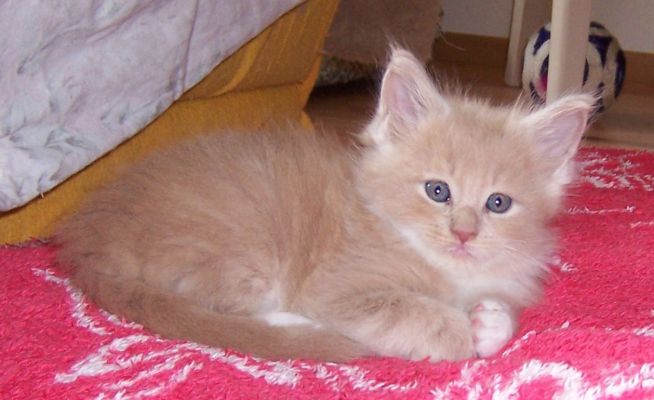 unser V-Wurf / our V-litter