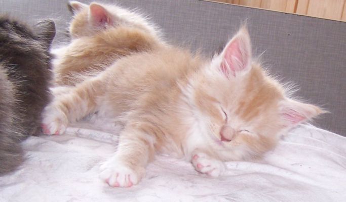 unser V-Wurf / our V-litter