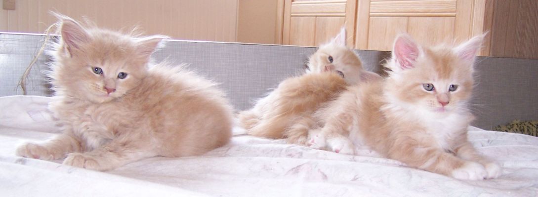 unser V-Wurf / our V-litter