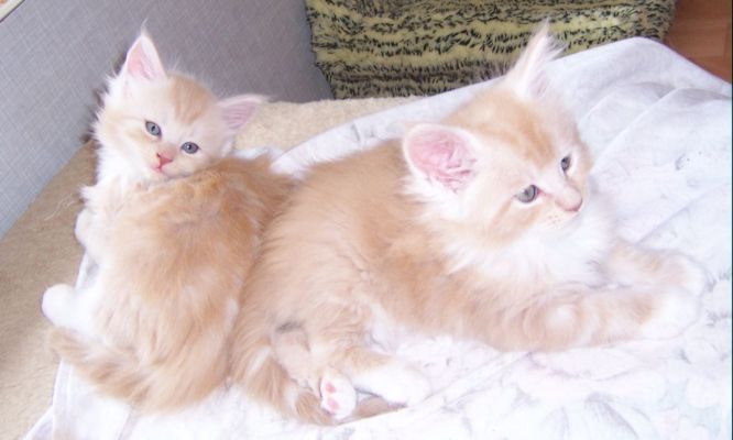 unser V-Wurf / our V-litter