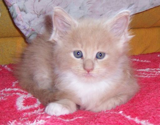 unser V-Wurf / our V-litter