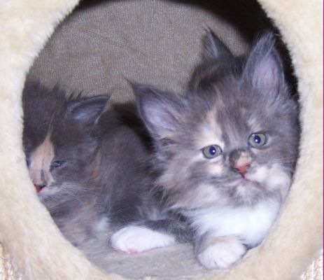 unser V-Wurf / our V-litter