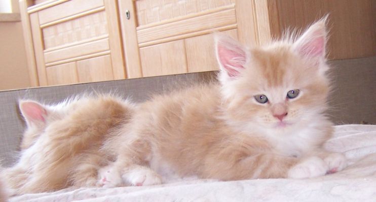 unser V-Wurf / our V-litter