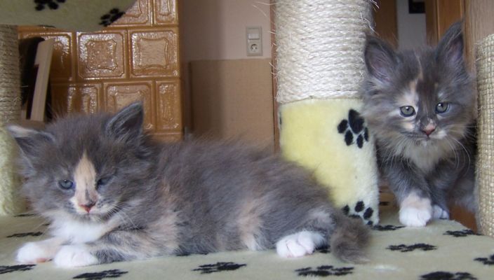 unser V-Wurf / our V-litter