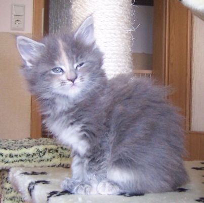 unser V-Wurf / our V-litter