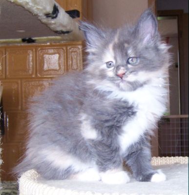 unser V-Wurf / our V-litter