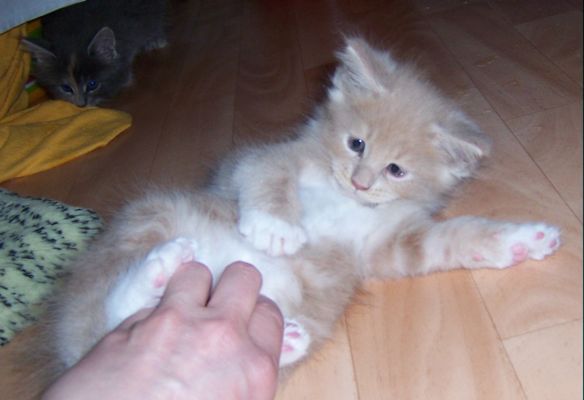 unser V-Wurf / our V-litter