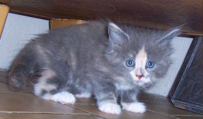 unser V-Wurf / our V-litter