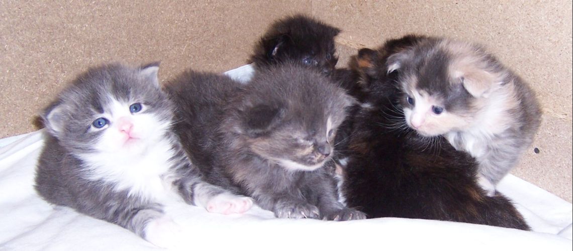 unser W-Wurf / our W-litter