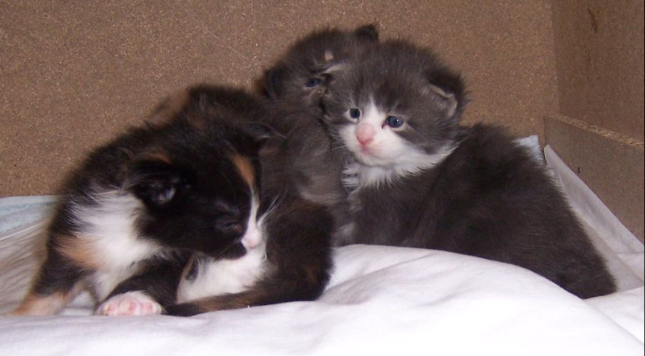 unser W-Wurf / our W-litter