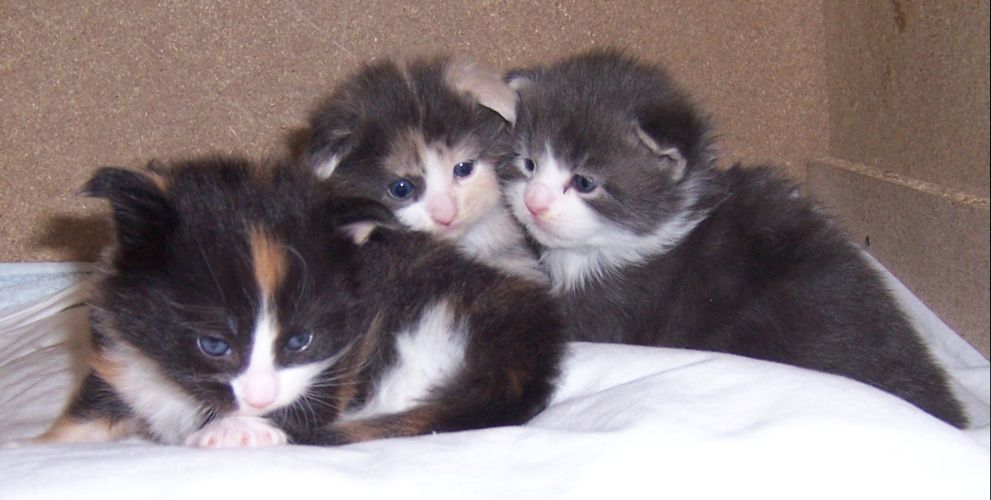 unser W-Wurf / our W-litter