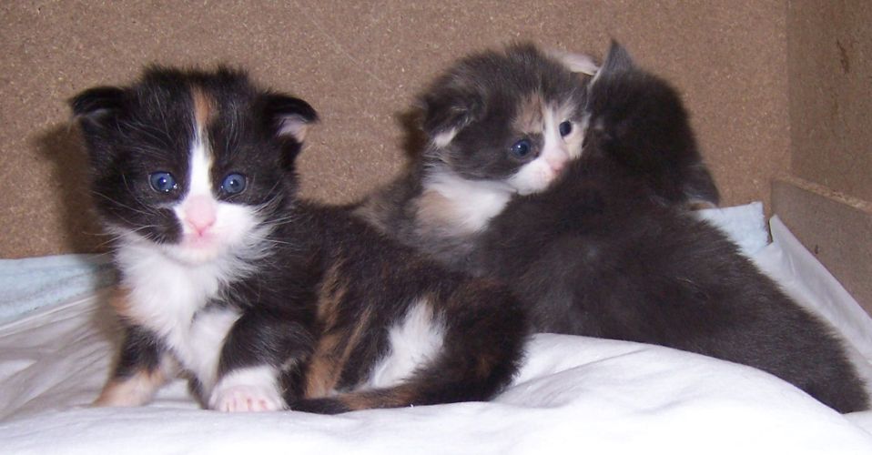 unser W-Wurf / our W-litter