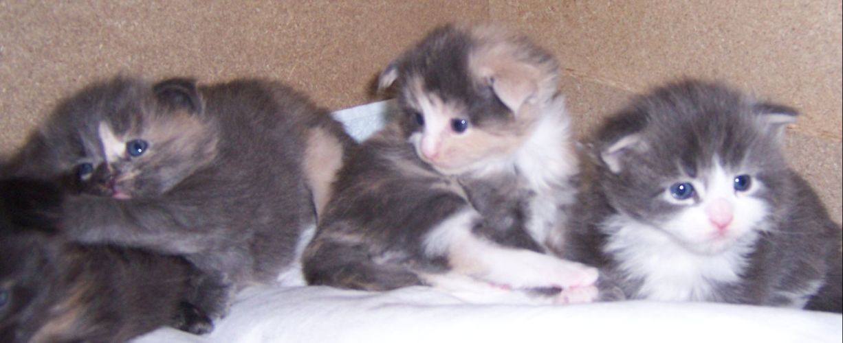 unser W-Wurf / our W-litter