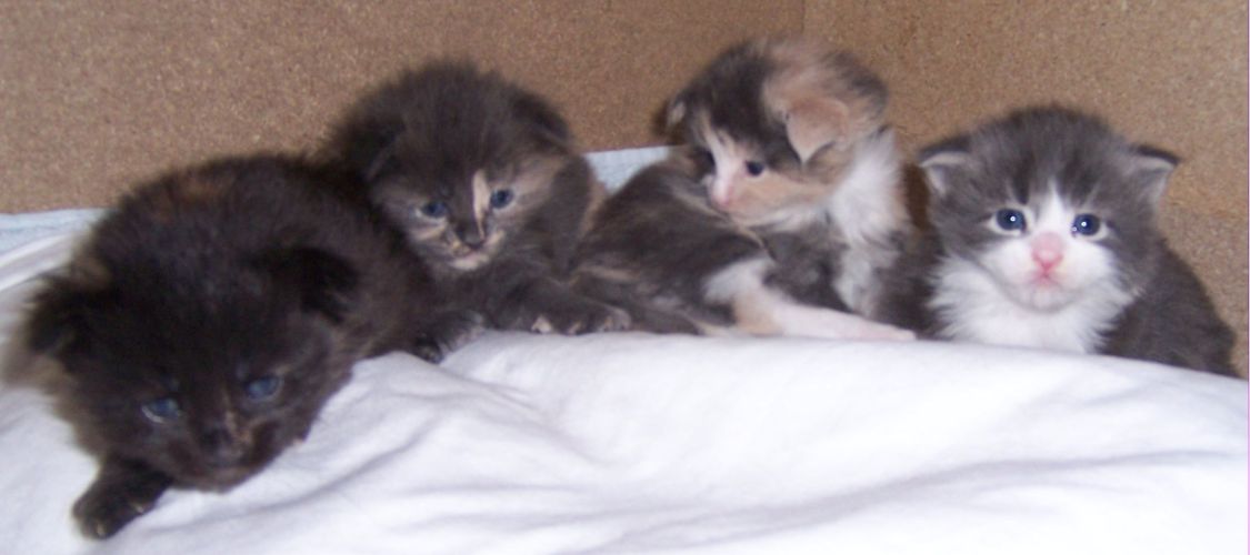 unser W-Wurf / our W-litter