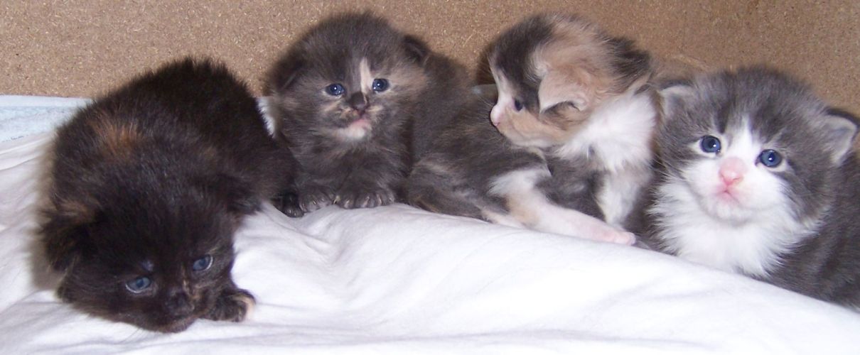 unser W-Wurf / our W-litter