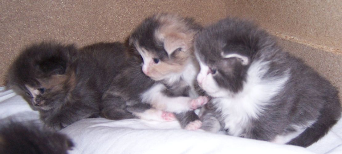 unser W-Wurf / our W-litter