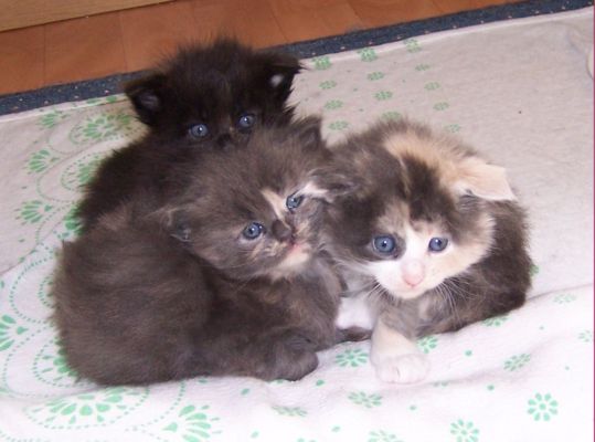 unser W-Wurf / our W-litter