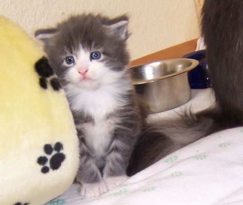 unser W-Wurf / our W-litter