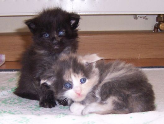 unser W-Wurf / our W-litter