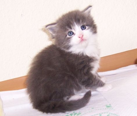 unser W-Wurf / our W-litter