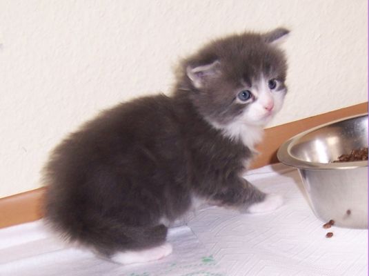 unser W-Wurf / our W-litter