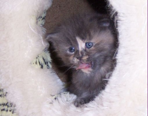 unser W-Wurf / our W-litter