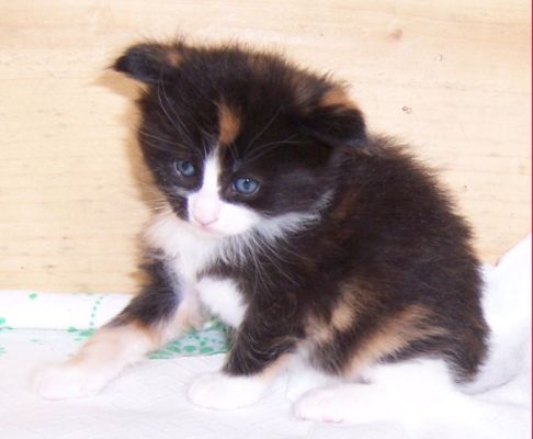 unser W-Wurf / our W-litter