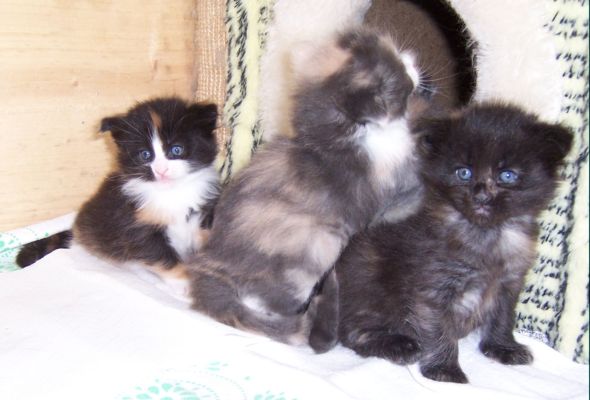 unser W-Wurf / our W-litter