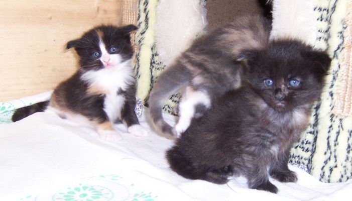 unser W-Wurf / our W-litter