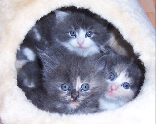 unser W-Wurf / our W-litter