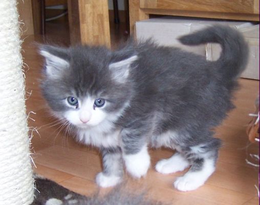 unser W-Wurf / our W-litter