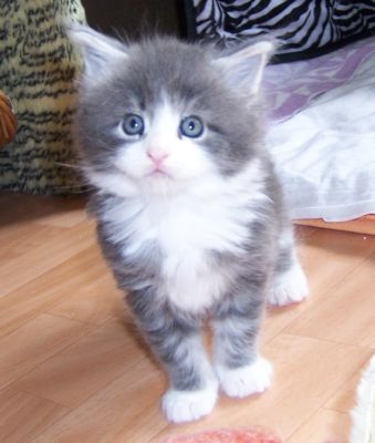 unser W-Wurf / our W-litter