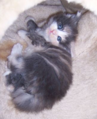 unser W-Wurf / our W-litter