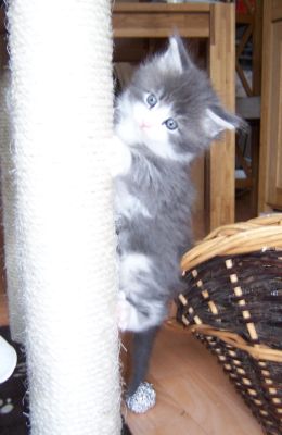 unser W-Wurf / our W-litter