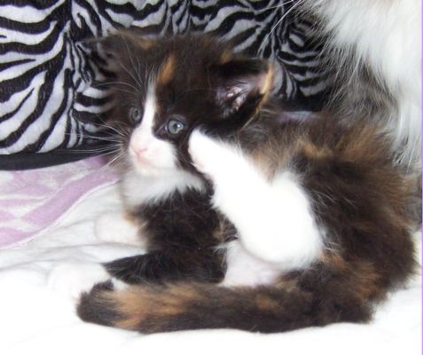 unser W-Wurf / our W-litter