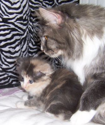 unser W-Wurf / our W-litter