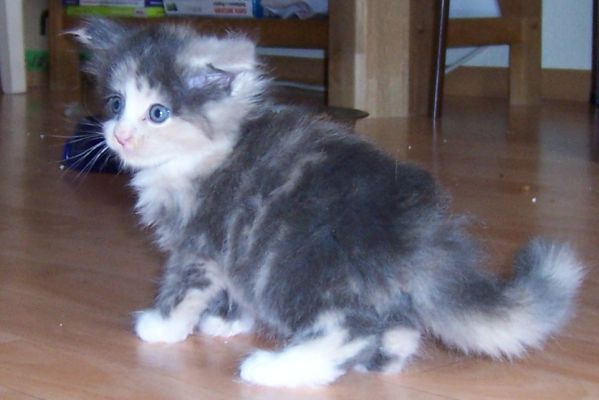 unser W-Wurf / our W-litter