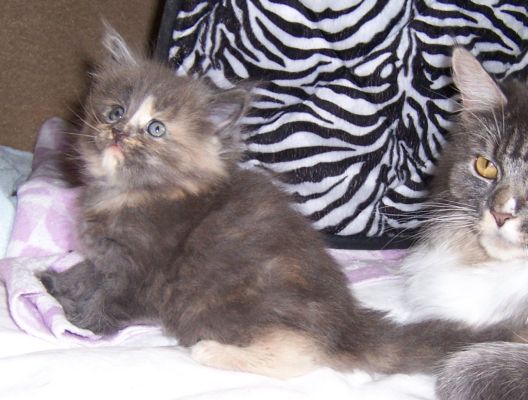 unser W-Wurf / our W-litter