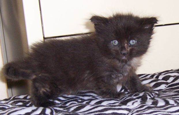 unser W-Wurf / our W-litter