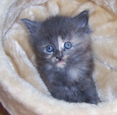 unser W-Wurf / our W-litter