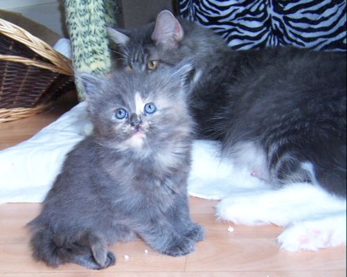 unser W-Wurf / our W-litter