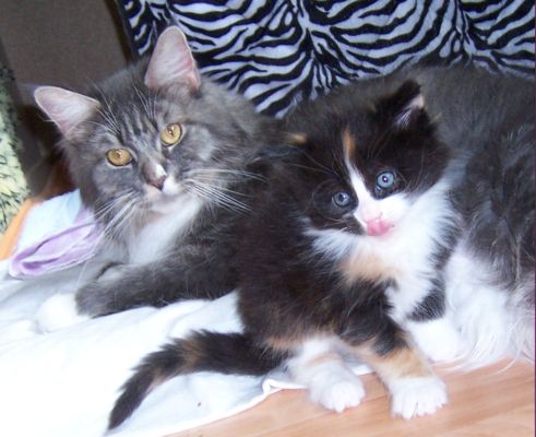 unser W-Wurf / our W-litter