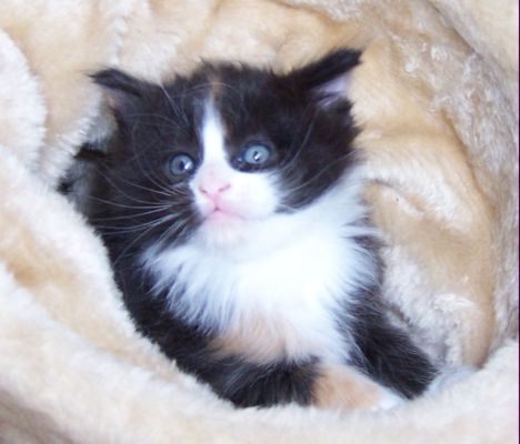 unser W-Wurf / our W-litter