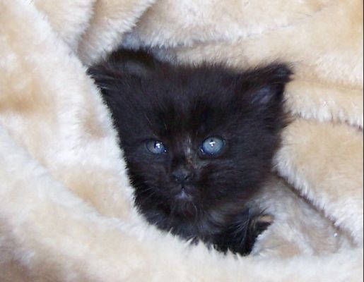 unser W-Wurf / our W-litter