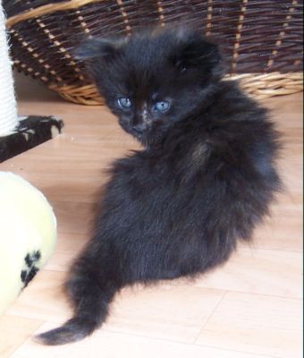 unser W-Wurf / our W-litter