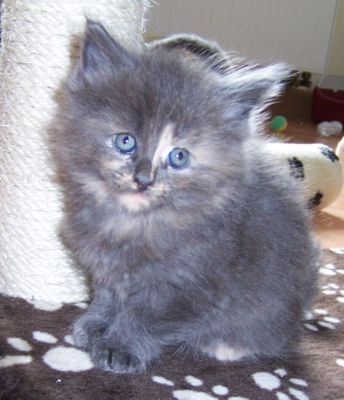 unser W-Wurf / our W-litter