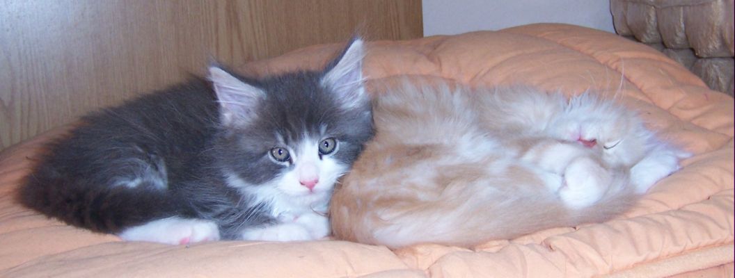 Willy Winston/Valerius