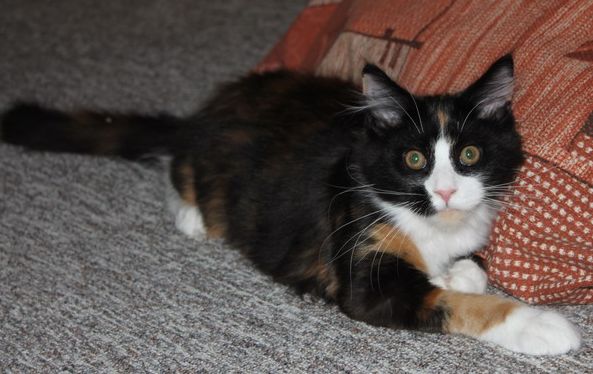 wienna mit 4 Monaten / four months old